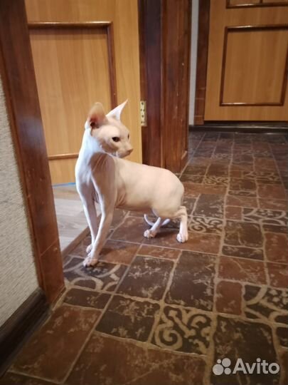 Коты сфинксы