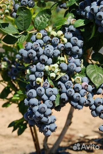 Саженцы голубики