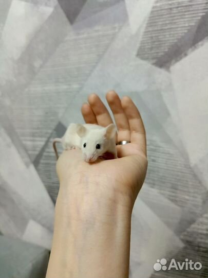 Декоративная мышь