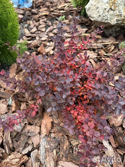 Туя смарагд