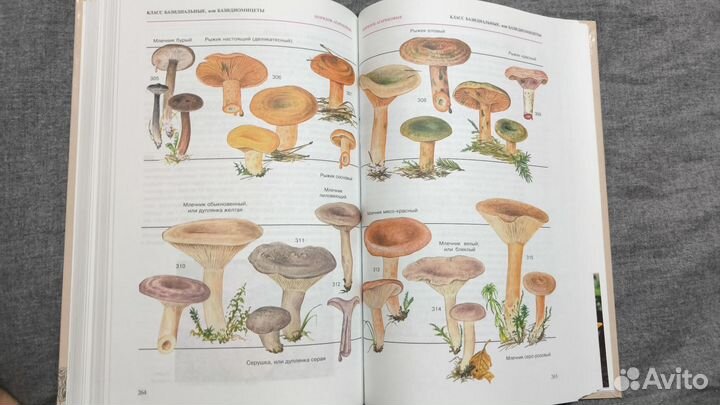 Популярный атлас-определитель Грибы