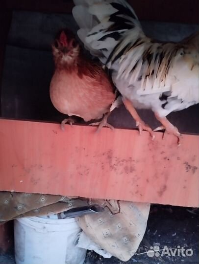 Куры карликовые