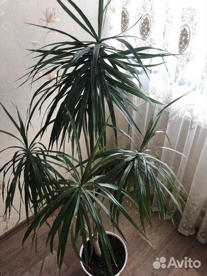 Пальма драцена