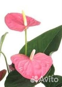 Анткриум Колорадо