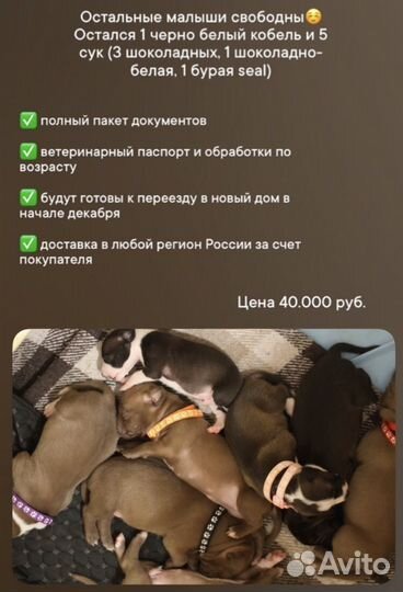 Щенки питбуля