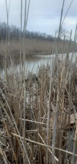 Участок 2,45 га (СНТ, ДНП)