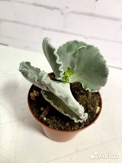 Котиледон ундулата