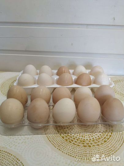 Домашние куриные яйца