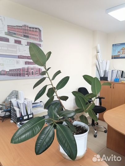 Фикус каучуконосный большой