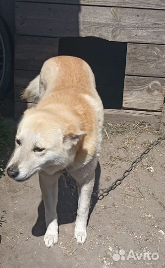 Собака в добрые руки отдам бесплатно