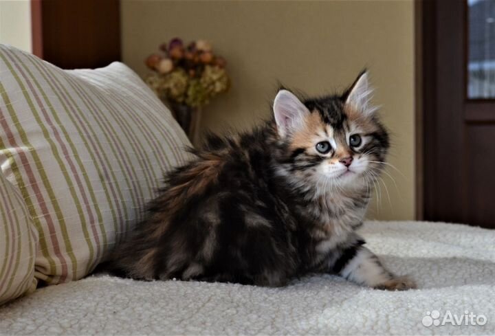 Шикарный котик