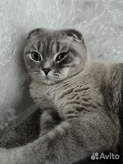 Кот в добрые руки