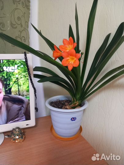 Гиппиаструм