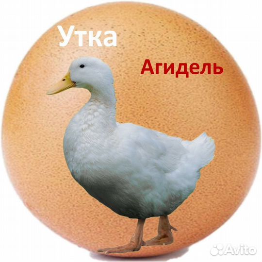 Инкубационное яйцо утки