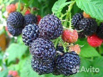 Тибетская малина, желтая, черная малина