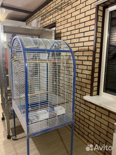 Большой красивый попугай