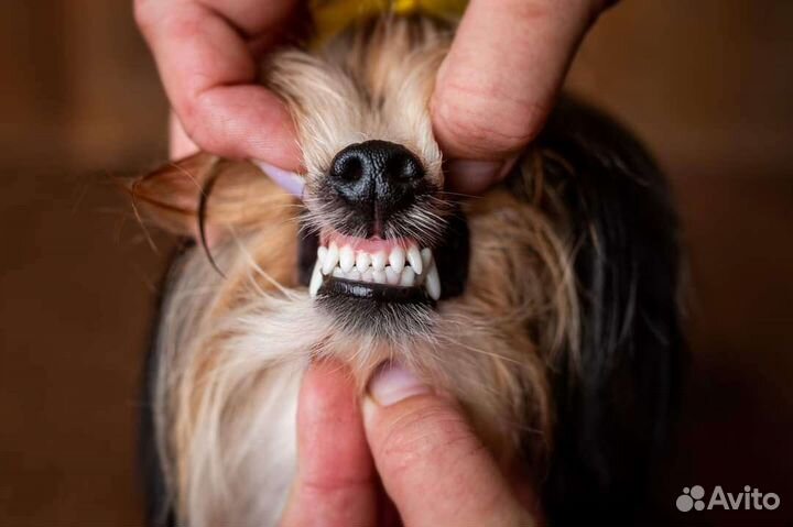 Очень красивая Принцесса породы Бивер