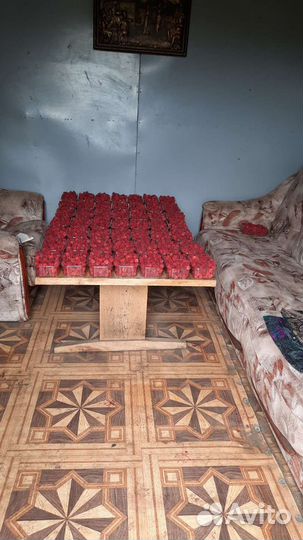 Ремонтантная полька