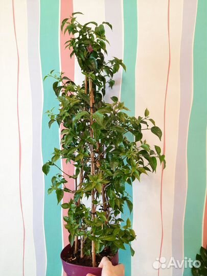 Бугенвиллия взрослые кусты