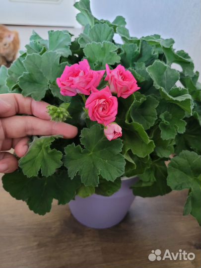 Пеларгония герань