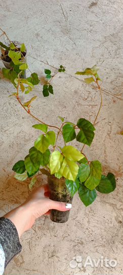 Циссус березка