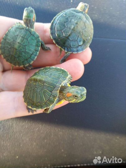 Черепашки красноухие
