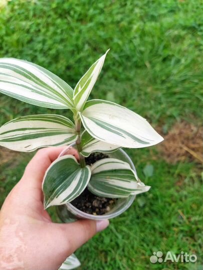 Традесканция