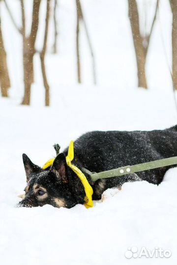 Собака душа в добрые руки