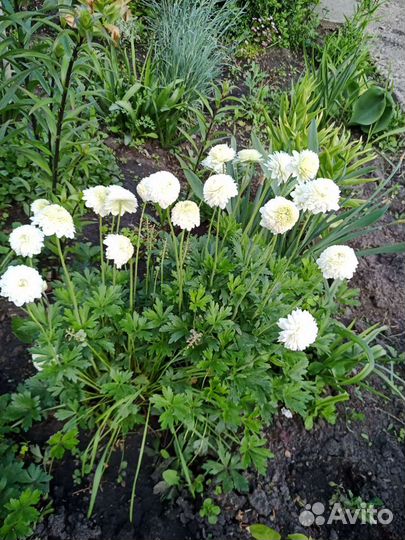 Многолетние цветы