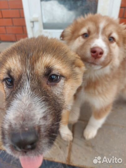 Щенки в добрые руки даром