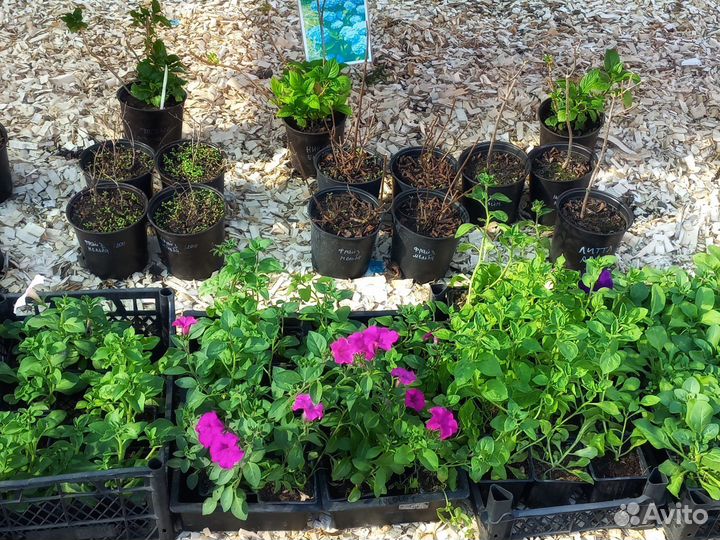 Декор для сада и огорода