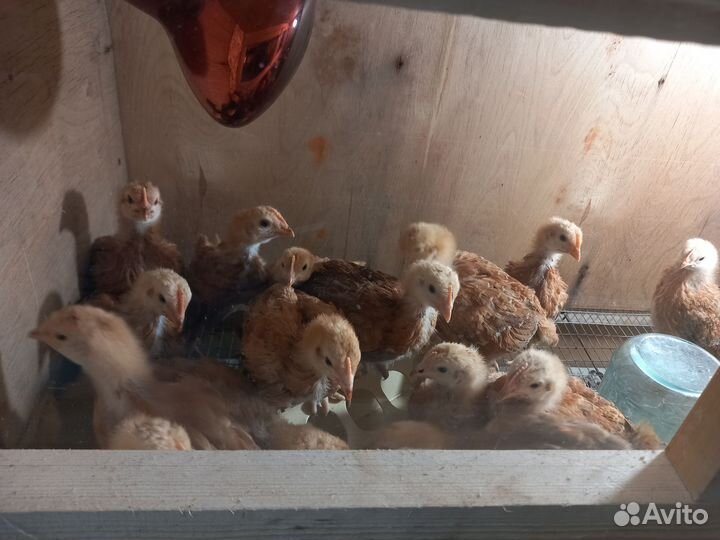 Продам цыпок