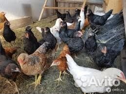 Продажа молодых петушков 2,5 мес. от кур-несушек