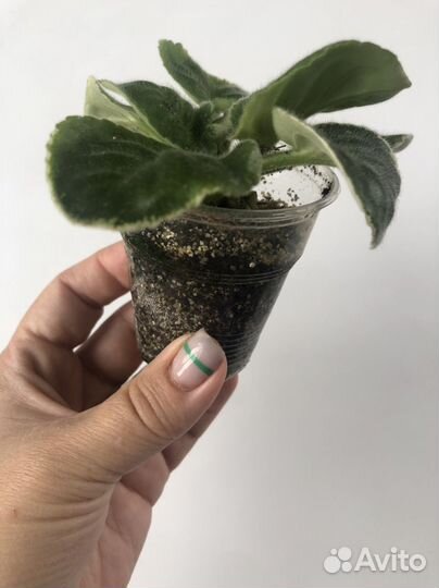 Фиалка DN-Цветные валентинки