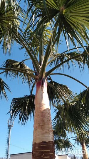 Срез коры пальмы.Кора пальмы