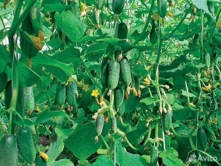 Самый Лучший гибрид огурца из Испании Бэрд F1