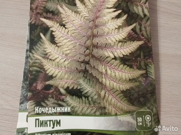 Кочедыжник