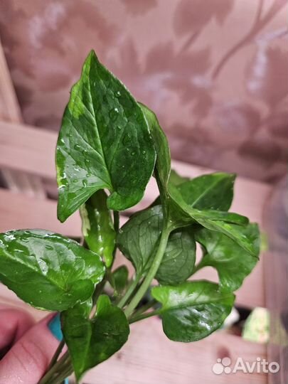 Сингониумы