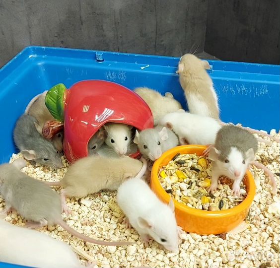 Крысята дамбо малыши