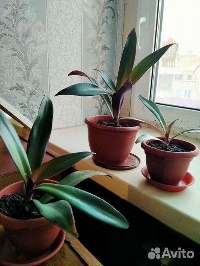 Кордилина красная