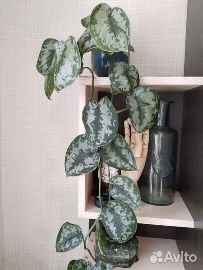 Сциндапсус пиктус треби