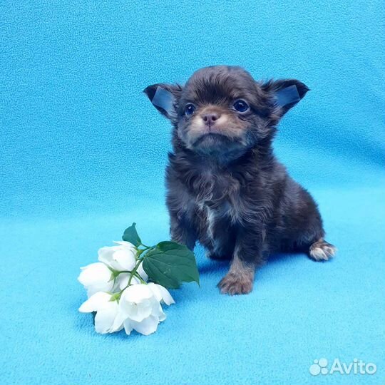 Щенки чихуа. Большой выбор