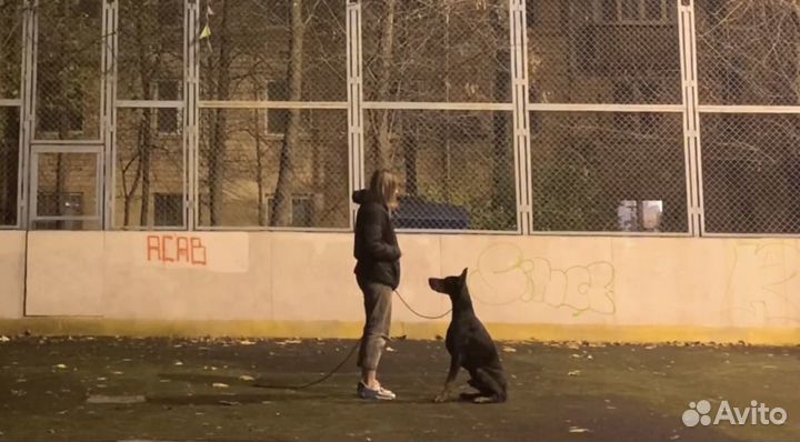 Услуги кинолога с выездом