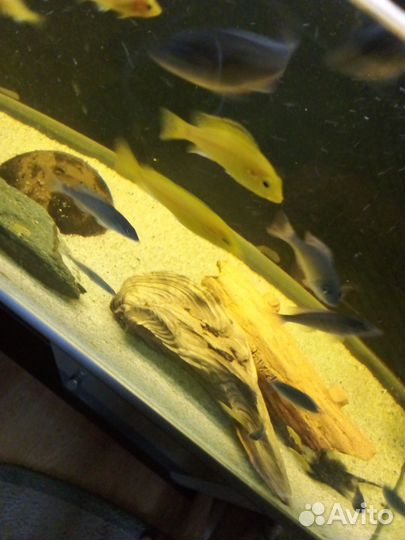 Малавийские цихлиды