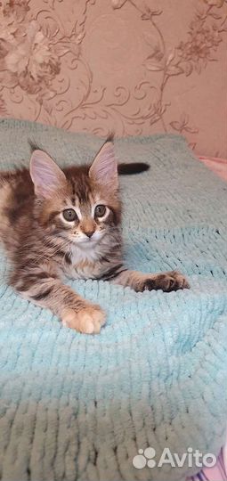 Котята мейн-кун