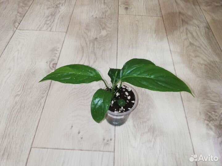 Спатифиллум 