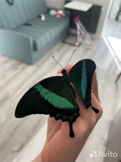 Живые ручные бабочки. Салют из бабочек