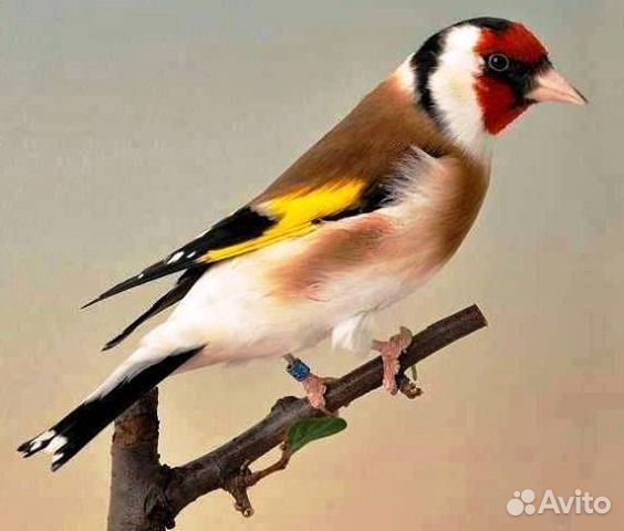 Певчие птицы