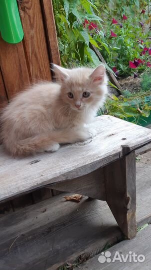 Отдам котёнка мраморного окраса