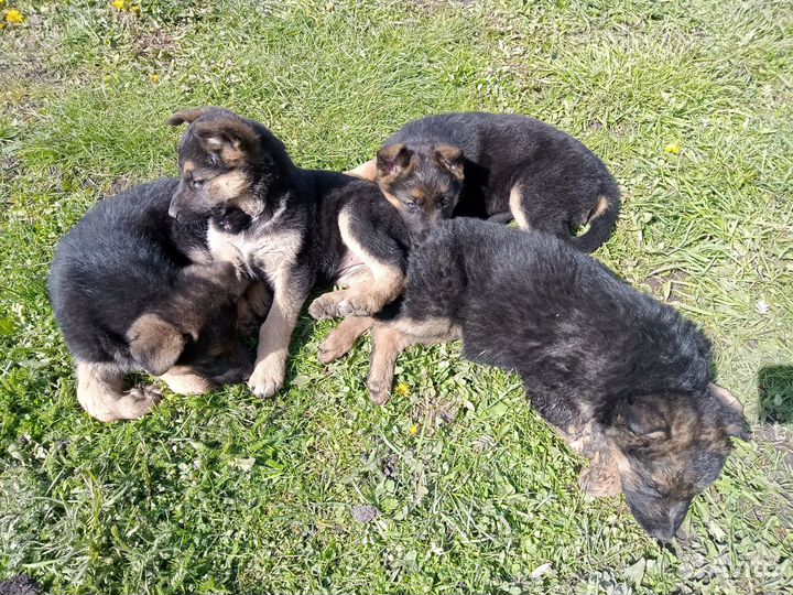 Щенки немецкой овчарки